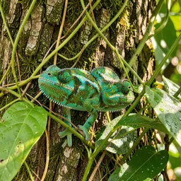 Turquoise Chameleon Camouflaged on Bark — Animals jigsaw puzzle