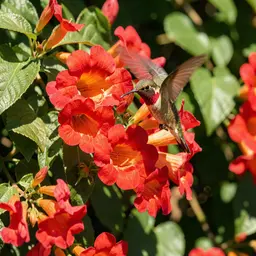 Hummingbird Feeding on Trumpet Vine — Animals jigsaw puzzle