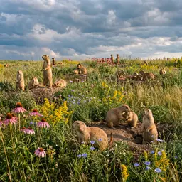 Prairie Dog Colony in Wildflower Field — Animals jigsaw puzzle