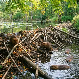 Beaver Colony Building a Dam — Animals jigsaw puzzle