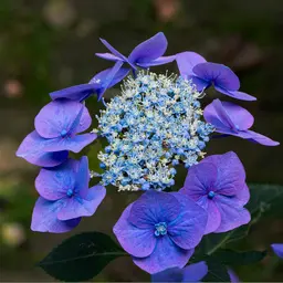  Puzzle —  jigsaw puzzle