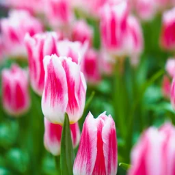 Flowers jigsaw puzzle