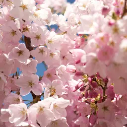 Pink Cherry Blossoms Against Blue Sky — Flowers jigsaw puzzle