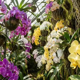 Colorful Orchids in a Glass Conservatory — Flowers jigsaw puzzle