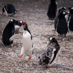 Gentoo Penguin Colony — Animals jigsaw puzzle