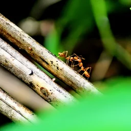 Ant Carrying Leaf on Twig — Animals jigsaw puzzle