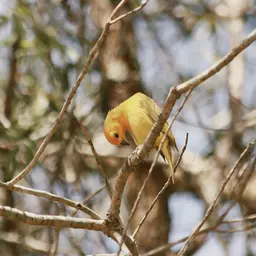 Saffron Finch Perched on Bare Tree Branches — Animals jigsaw puzzle