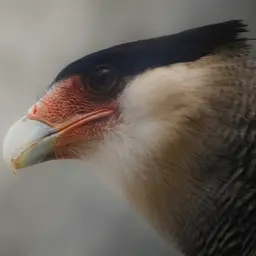 Crested Caracara Bird Close-Up Portrait — Animals jigsaw puzzle