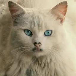 White Fluffy Cat With Striking Blue Eyes — Animals jigsaw puzzle