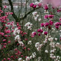 Flowers jigsaw puzzle