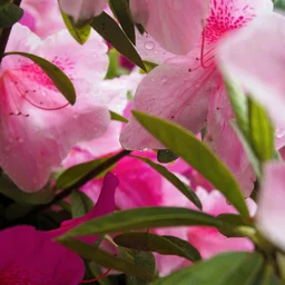 Flowers jigsaw puzzle