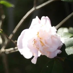 Flowers jigsaw puzzle