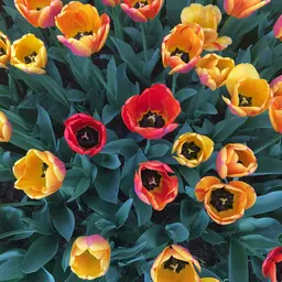 Red and Yellow Tulips in Full Bloom — Flowers jigsaw puzzle