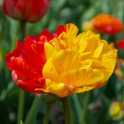 Red and Yellow Double Tulips in Full Bloom — Flowers jigsaw puzzle