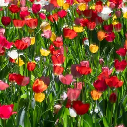 Colorful Tulip Field in Full Bloom — Flowers jigsaw puzzle
