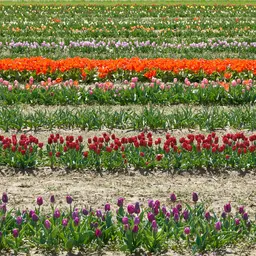 Rows of Colorful Tulips in Spring — Flowers jigsaw puzzle