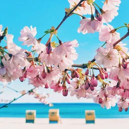 Cherry Blossoms by the Sea — Nature jigsaw puzzle