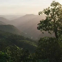 Lush Mountain Forest Valley at Golden Hour — Nature jigsaw puzzle